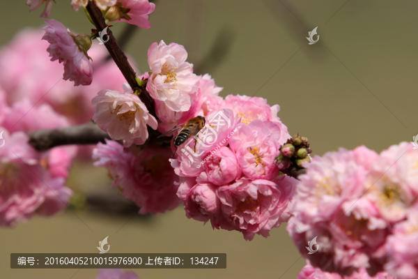 榆葉梅