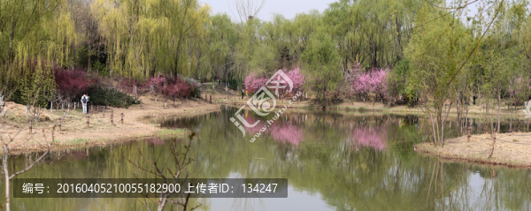 水邊垂柳