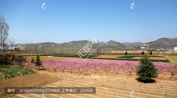 桃園風(fēng)景