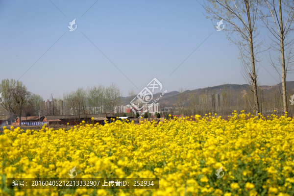 油菜花