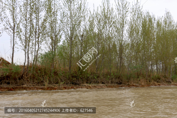 水邊楊樹(shù)
