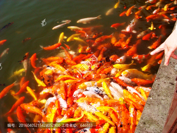 魚,铞鯉,觀賞魚