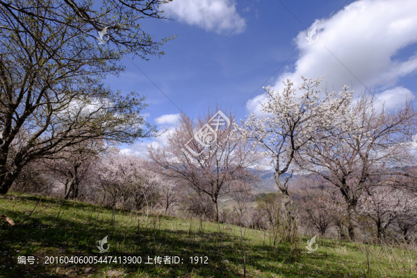 野生杏樹林