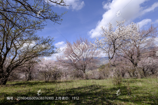 野生杏樹林