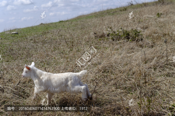 小山羊