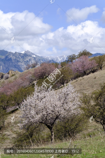 杏花溝