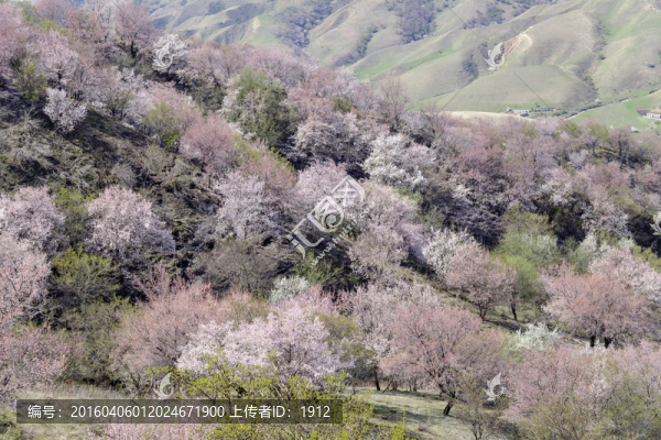 杏花溝