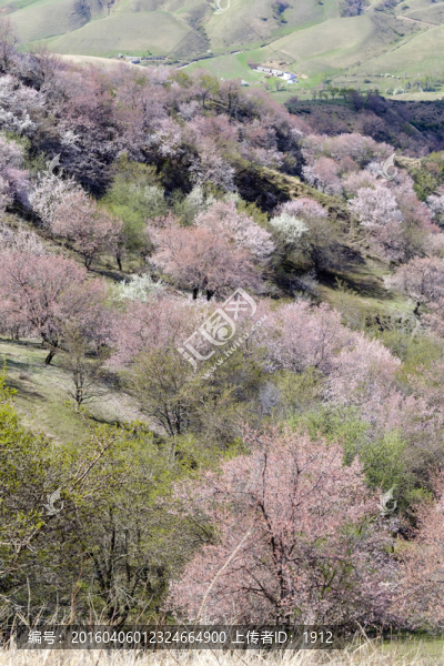 杏花溝