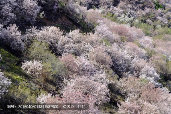 杏花溝