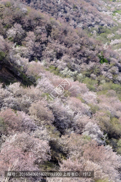 杏花溝