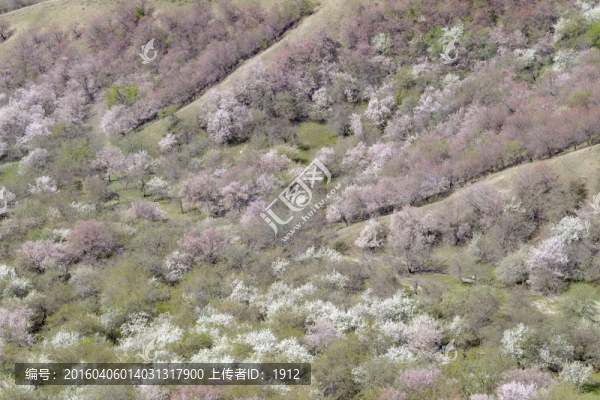 杏花溝