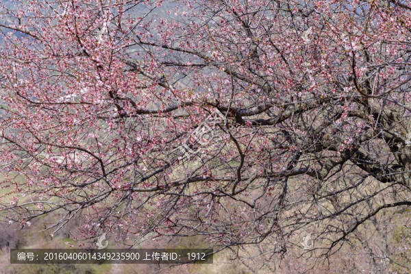 杏花溝