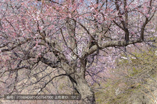 杏花溝