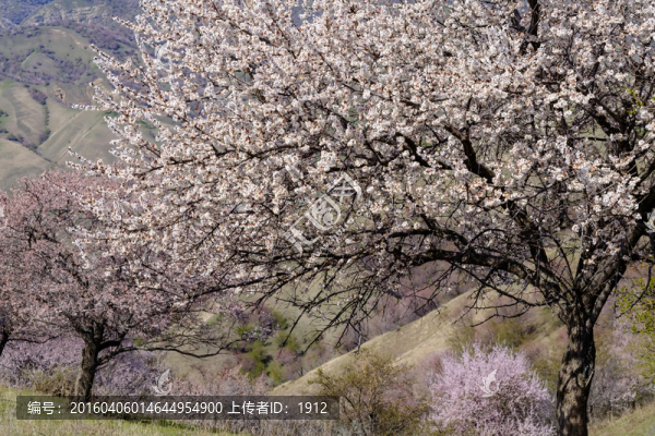 杏花溝