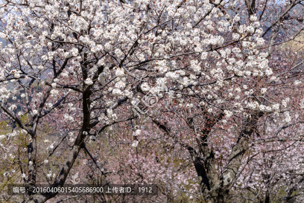 杏花溝