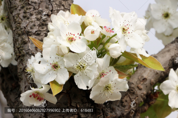 又見梨花
