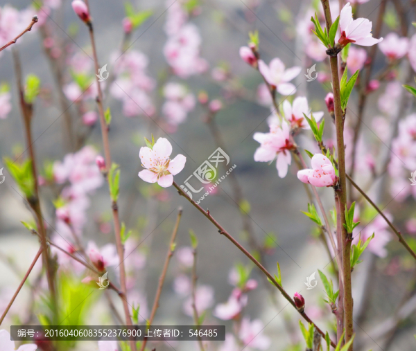 桃花林