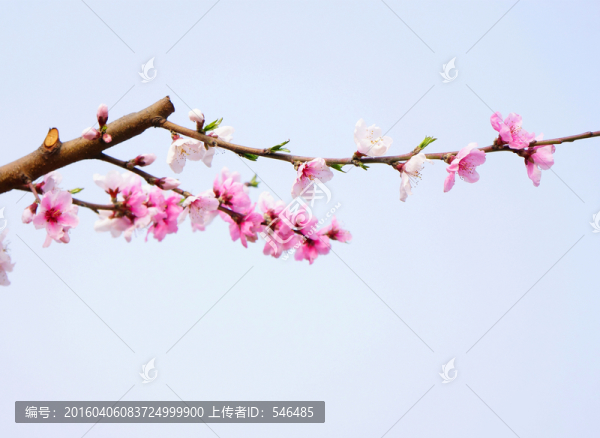 一枝桃花