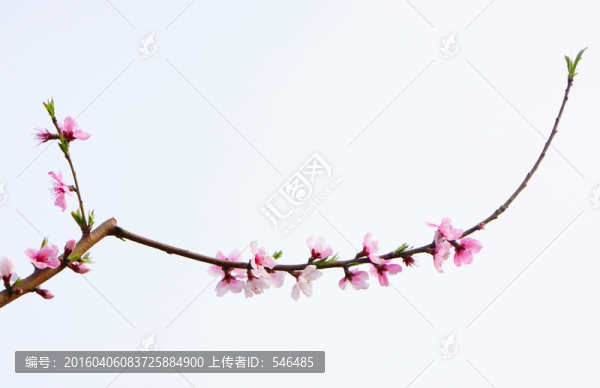 一支桃花