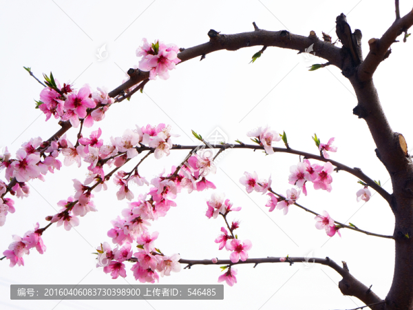 桃花枝