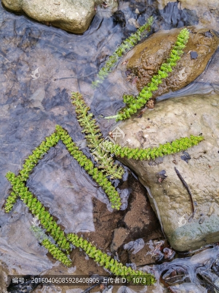 落花與流水