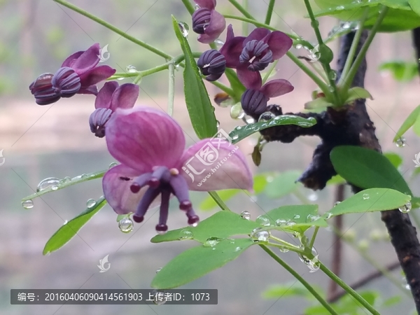 花藤,預(yù)知子花