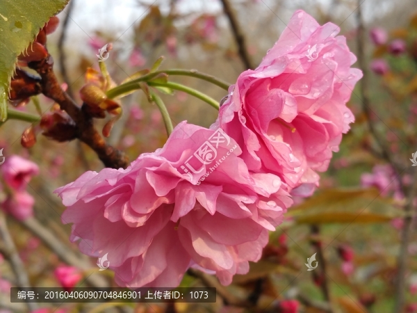 日本晚櫻,重瓣櫻花