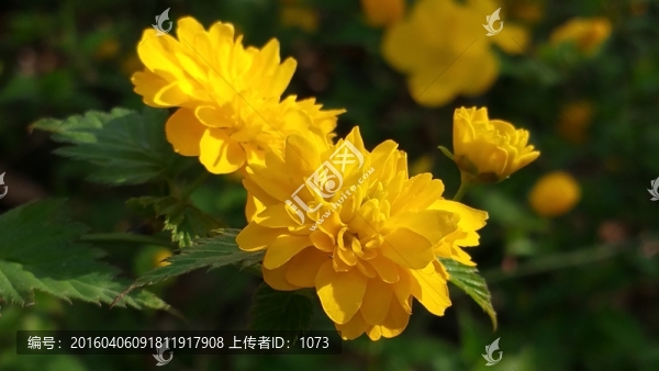 棣棠