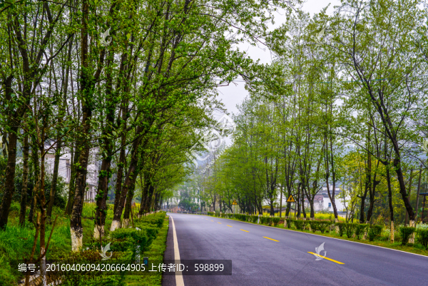 春天綠樹公路