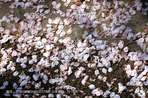 櫻花