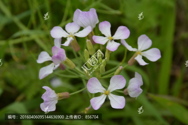 蘿卜花