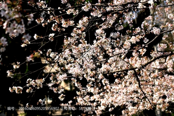 櫻花