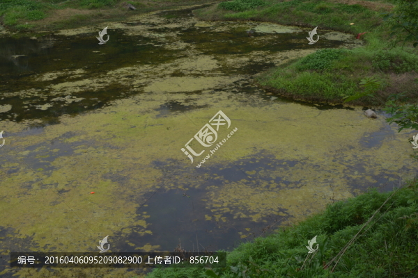 沼澤