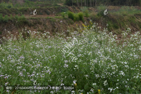 蘿卜花