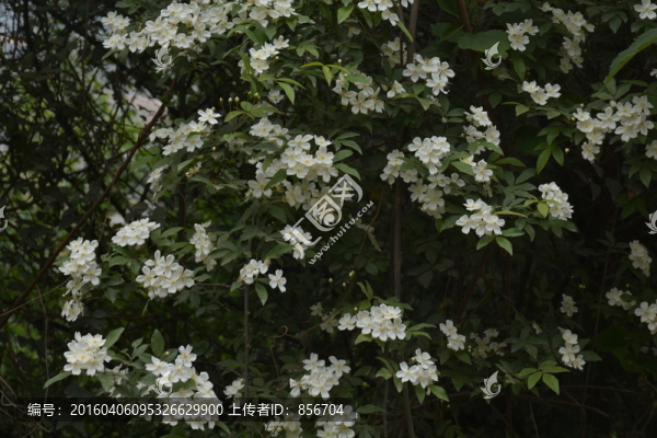 白色薔薇