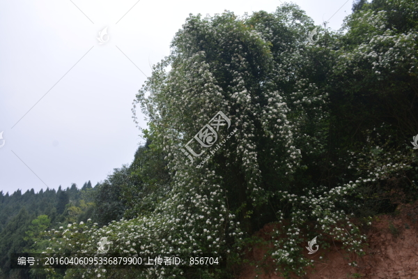 白花