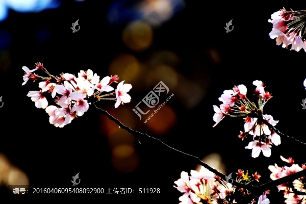 櫻花