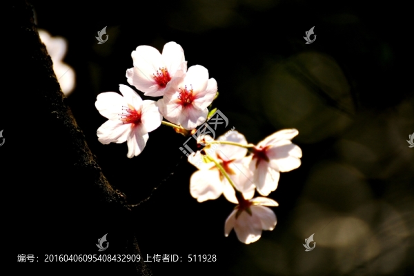 櫻花