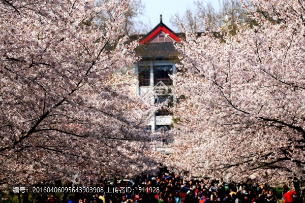 南京林業(yè)大學風光