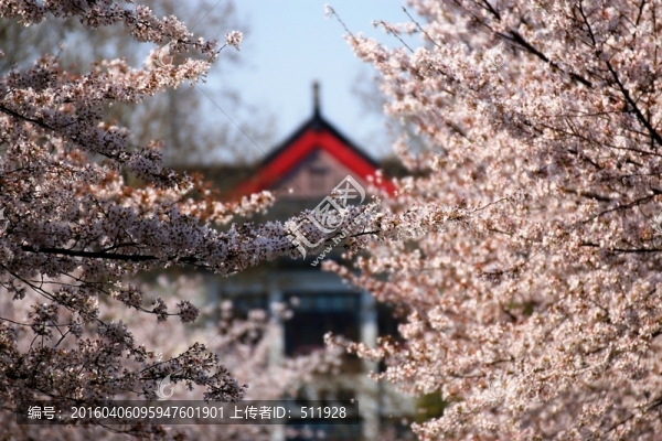 南京林業(yè)大學(xué)風(fēng)光