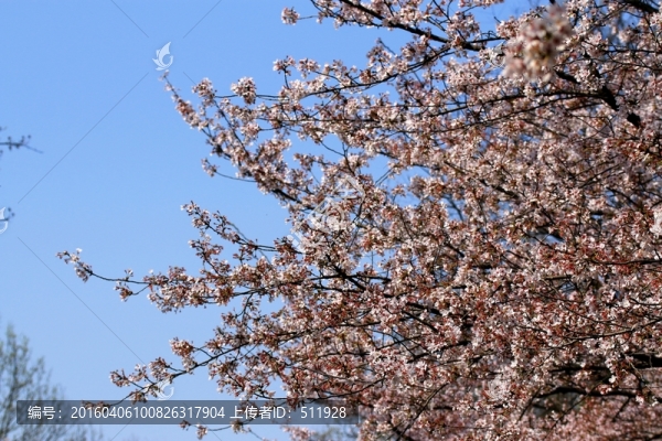 櫻花