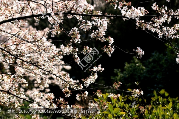 櫻花