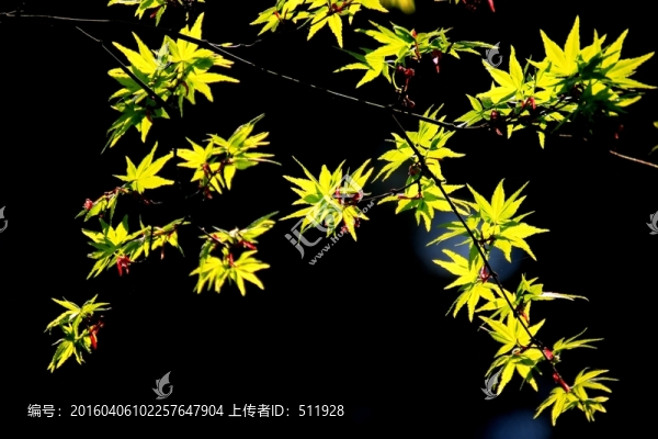 雞爪槭