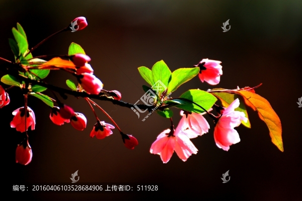 垂絲海棠