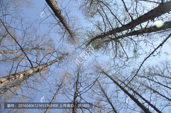 樹林