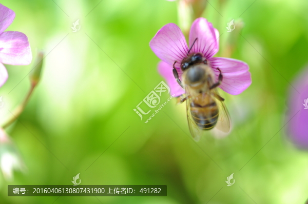 春天的蜜蜂