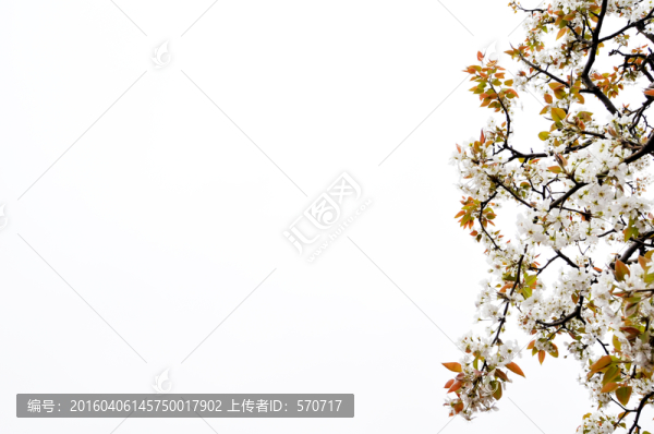 梨花