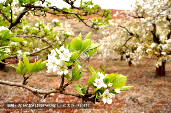 綠葉梨花