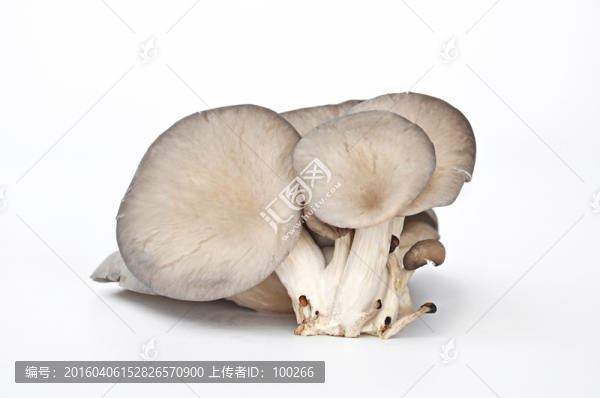 平菇