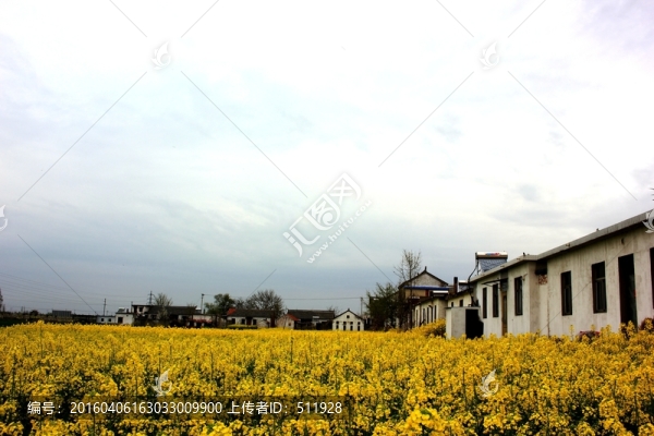 油菜花